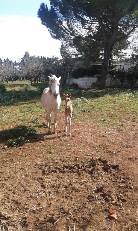 Agriturismo Beethoven Noci Bagian luar foto